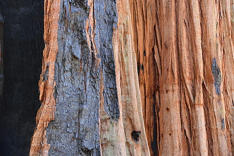 Sequoia, træ, bark, ild, stamme, natur, tekstureret, baggrunde, fuld ramme, træ - materiale, tæt på, mønster, ingen mennesker, Brun, træstamme, bagagerum, ru, dag, udendørs, naturligt mønster, forvitret, plante, plantebark, trækorn, eroderet, 5K, CC0, offentligt domæne, royaltyfrie