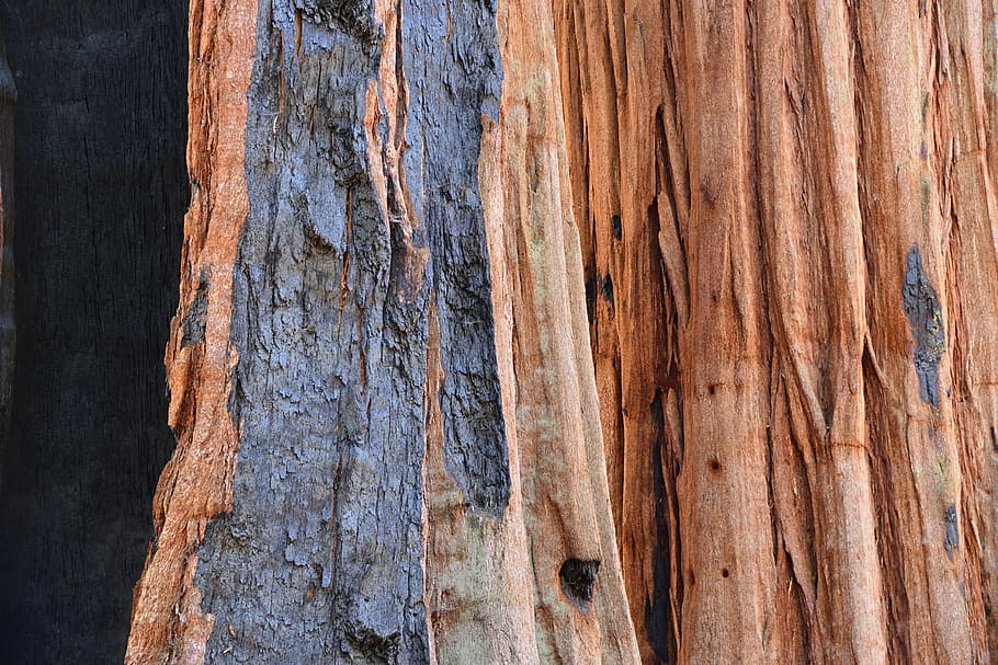 sekvoje, strom, kůra, oheň, kmen, Příroda, texturou, pozadí, celý rám, dřevo - materiál, detail, vzor, nikdo, hnědý, kmen stromu, kufr, hrubý, den, venku, přírodní vzor, zvětralý, rostlina, rostlinné kůry, dřevo, erodoval, 5K