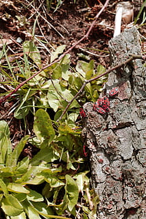 natura, insetto, primavera, rosso, coleottero, rosso, scarafaggio, foglia, giorno, avvicinamento, all'aperto, nessuno, pianta, crescita, parte vegetale, colore verde, luce del sole, bellezza nella natura, vista dall'alto, concentrarsi sulle conoscenze acquisite, albero, messa a fuoco selettiva, terra, roccia, le foglie, 2K, CC0, dominio pubblico, privo di copyright