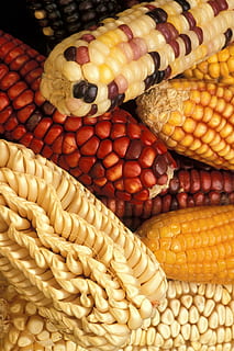 Mais, modificato, geneticamente, verdure, piante, flora, cibo, verdura, cibo e bevande, mangiare sano, benessere, mais dolce, giallo, freschezza, avvicinamento, pannocchia, nessuno, natura morta, cibo crudo, raccolto, vista dall'alto, mais - coltura, agricoltura, in casa, pianta di cereali, cibo vegetariano, 2K, CC0, dominio pubblico, privo di copyright