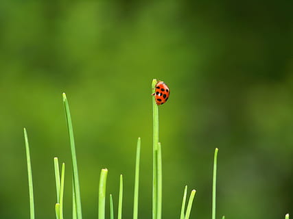 scarafaggio, coccinella, giardino, rosso, siebenpunkt, erba cipollina, estate, natura, punti, vicino, pianta, invertebrato, insetto, concentrarsi sulle conoscenze acquisite, colore verde, un animale, avvicinamento, temi animali, fauna selvatica, animali allo stato selvatico, giorno, animale, nessuno, bellezza nella natura, crescita, all'aperto, filo d'erba, piccolo, 2K, CC0, dominio pubblico, privo di copyright
