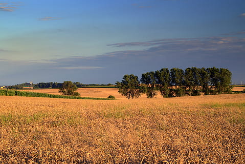 veld-, velden, maïs, granen, landschap, landbouw, dorp, uitzicht, zomer, poland dorp, natuur, de teelt van, oogst, hemel, boom, fabriek, land-, kalmte, rustige scène, milieu, schoonheid in de natuur, scenics - natuur, groei, geen mensen, wolk - lucht, landelijke scène, dag, gras, niet-stedelijke scène, buitenshuis, 5K, CC0, publiek domein, royaltyvrij