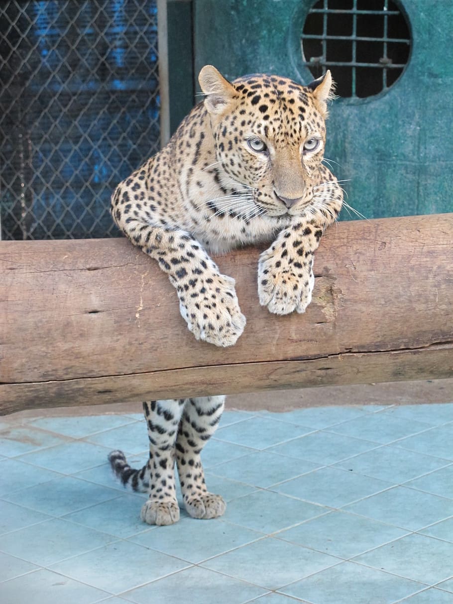 kisa, lleopard, zoo, felí, gat gran, gat, animal, mamífer, un animal, temes d'animals, vertebrats, fauna animal, animals a la natura, cap gent, animals en captivitat, mascotes, tacat, carnivora, dia, marques d’animals, bigotis, 2K