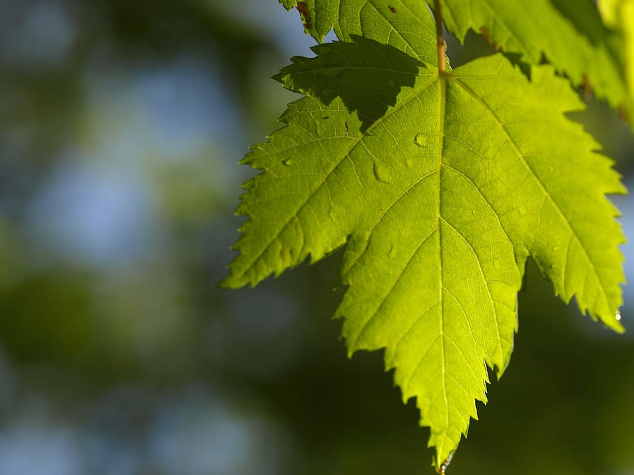 blad, lønnetre, sol, lønneblad, grønn, canadian, plante del, grønn farge, anlegg, vekst, nærbilde, skjønnhet i naturen, natur, fokusere på forgrunnen, dag, bladvein, ingen folk, utendørs, tre, selektiv fokusering, sårbarhet, naturlig mønster, blader, ro, høst, 2K