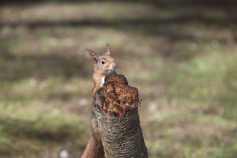esquirol vermell, animal, sciurus, mamífer, vida salvatge, vulgaris, un animal, fauna animal, animals a la natura, centrar-se en primer pla, vertebrats, part del cos dels animals, cap gent, retrat, naturalesa, primer pla, dia, bonic, a l'aire lliure, marró, mirant la càmera, herbívors, vista del perfil, 4K