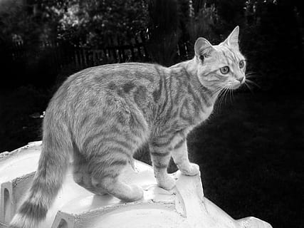 gato, tomcat, fofa, mamífero, pets, doméstico, um animal, felino, animais domésticos, gato doméstico, vertebrado, ninguém, focar em primeiro plano, olhando, vista lateral, olhando para longe, sentado, de pé, natureza, bigode, 1080P, CC0, domínio público, royalty free