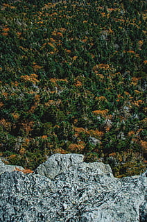 aereo, fotografia, verde, leafed, alberi, vista, foresta, in cima, scogliera, clif, pino, campagna, albero, montagna, roccia, foret, arbre, arrampicata, escursioni a piedi, all'aperto, natura, fogliame, pianta, solido, roccia - oggetto, crescita, bellezza nella natura, nessuno, giorno, la tranquillità, terra, scena tranquilla, scena non urbana, colore verde, vista dall'alto, scenics - natura, acqua, acqua corrente, lichene, 4K, CC0, dominio pubblico, privo di copyright