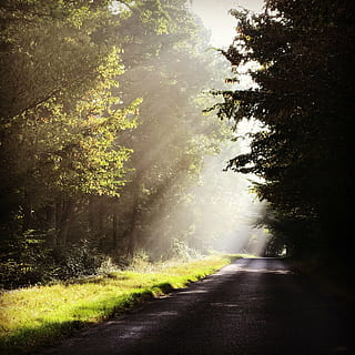 skog, vei, skygge, tre, natur, trær, vegetasjon, landskap, anlegg, tre greiner, retning, veien forover, transport, skjønnhet i naturen, ro, ingen folk, vekst, dag, land, sollys, rolig scene, tåke, utendørs, ikke-urbane scene, synkende perspektiv, 1080P, CC0, offentlig domene, opphavsrett gratis