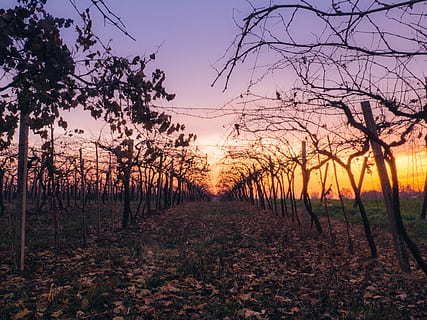 sentiero, spoglio, alberi, arancia, tramonto, grigio, blu, cielo, albero, vigneto, vite, campo, autunno, pianta, la tranquillità, scena tranquilla, terra, bellezza nella natura, scenics - natura, natura, paesaggio, nessuno, crescita, ambiente, scena non urbana, colore arancione, scena rurale, agricoltura, idilliaco, all'aperto, prospettiva decrescente, treelined, 4K, CC0, dominio pubblico, privo di copyright