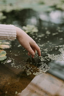 person, hand, touching, dust, flower, water, blur, bokeh, human body part, human hand, one person, motion, lake, day, outdoors, childhood, child, real people, unrecognizable person, lifestyles, body part, selective focus, holding, nature, finger, human finger, leisure activity, human limb, 2K, CC0, public domain, royalty free