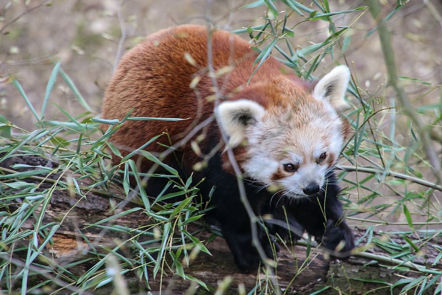 ós panda, panda vermell, panda, suportar, un animal, fauna animal, animals a la natura, temes d'animals, panda - animal, animal, mamífer, planta, naturalesa, vertebrats, dia, cap gent, terra, camp, herba, a l'aire lliure, centrar-se en primer pla, primer pla, mirant, bigotis, bambú - planta, 4K