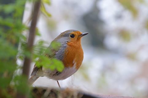 taronja, blanc, marró, ocell, robin, animals, temes d'animals, animal, un animal, fauna animal, vertebrats, animals a la natura, posat, cap gent, primer pla, naturalesa, dia, enfocament selectiu, planta, a l'aire lliure, bellesa a la natura, centrar-se en primer pla, arbre, songbird, 4K, CC0, domini públic, lliure de regalies