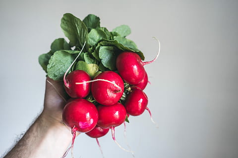 holding, fresh, radishes, hand, in hand, hands, healthy, vegetables, white background, red, food, freshness, fruit, ripe, berry Fruit, organic, nature, close-up, healthy Eating, food And Drink, raw Food, vegetarian Food, leaf, vegetable, human hand, one person, human body part, wellbeing, indoors, lifestyles, plant part, studio shot, healthy lifestyle, body part, finger, human limb, 5K
