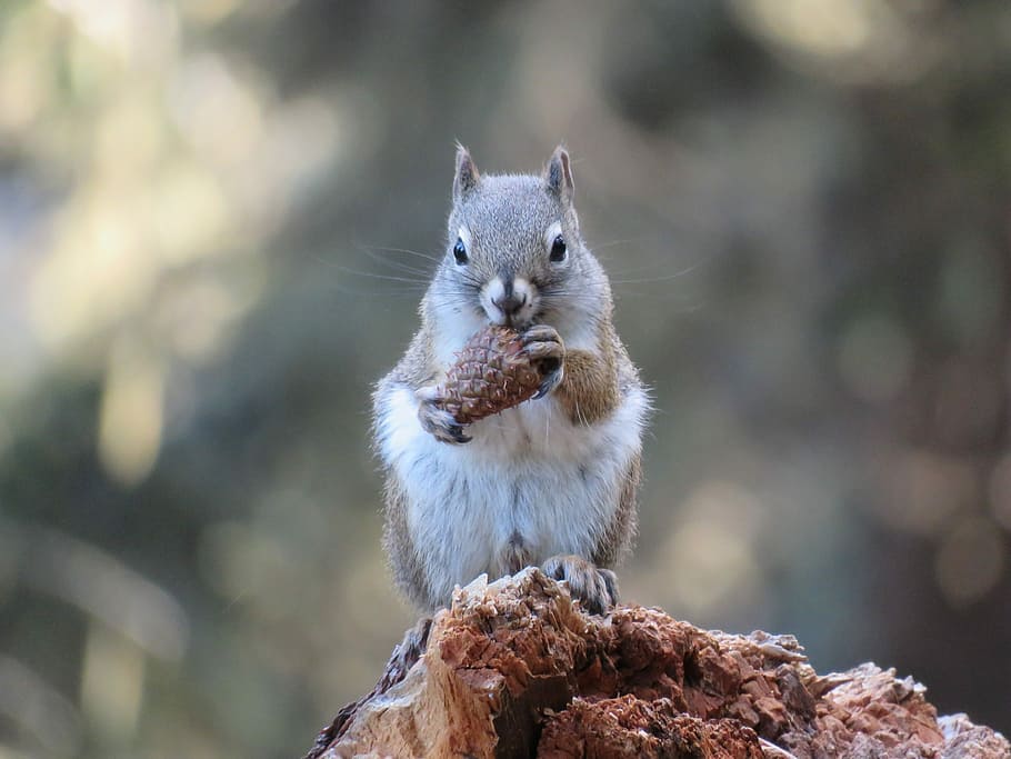 selectiu, foto del focus, gris, blanc, esquirol, marró, fusta, esquirol de l'arbre, animal, pinya de pi, rosegador, naturalesa, salvatge, parc, a l'aire lliure, vida salvatge, menjar, bosc, un animal, fauna animal, animals a la natura, centrar-se en primer pla, cap gent, mamífer, vertebrats, dia, arbre, primer pla, mirant cap a fora, mirant, rock, boca oberta, bigotis, 4K