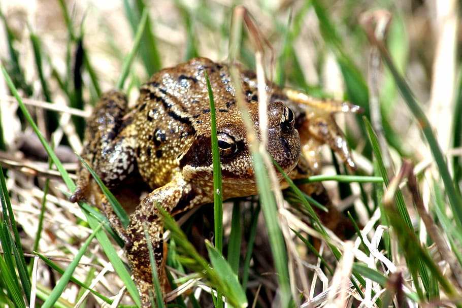 gripau, granota, herba, newt, anurà, amfibis, verd, un animal, animals a la natura, temes d'animals, naturalesa, vida salvatge, animal, fauna animal, planta, primer pla, invertebrat, dia, cap gent, insecte, camp, color verd, terra, amfibi, a l'aire lliure, part del cos dels animals, centrar-se en primer pla, fulla d'herba, ull d’animals, 1080P