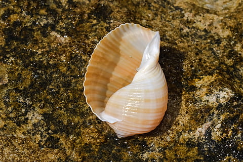 Brun, hvid, havskal, overflade, shell, strand, natur, muslingeskal, skal, strand, sommer, hav, dyreskal, dyr, tæt på, sand, makro, ferier, mollusk, baggrunde, et dyr, hav liv, dyre temaer, dyreliv, dyr i naturen, hvirvelløse, ingen mennesker, skønhed i naturen, vand, tekstureret, høj vinkel visning, naturligt mønster, solid, marine, udendørs, undersøiske, 5K, CC0, offentligt domæne, royaltyfrie