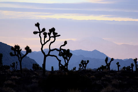 desert, posta de sol, arbres, paisatge, tarda, nit, crepuscle, escènic, cactus, muntanyes, silueta, planta, vespre, Occidental, naturalesa, muntanya, cel, Serra, escenics - natura, medi ambient, arbre, cap gent, núvol - cel, tranquil·litat, escena tranquil·la, bellesa a la natura, a l'aire lliure, escena no urbana, terra, 1080P, CC0, domini públic, lliure de regalies