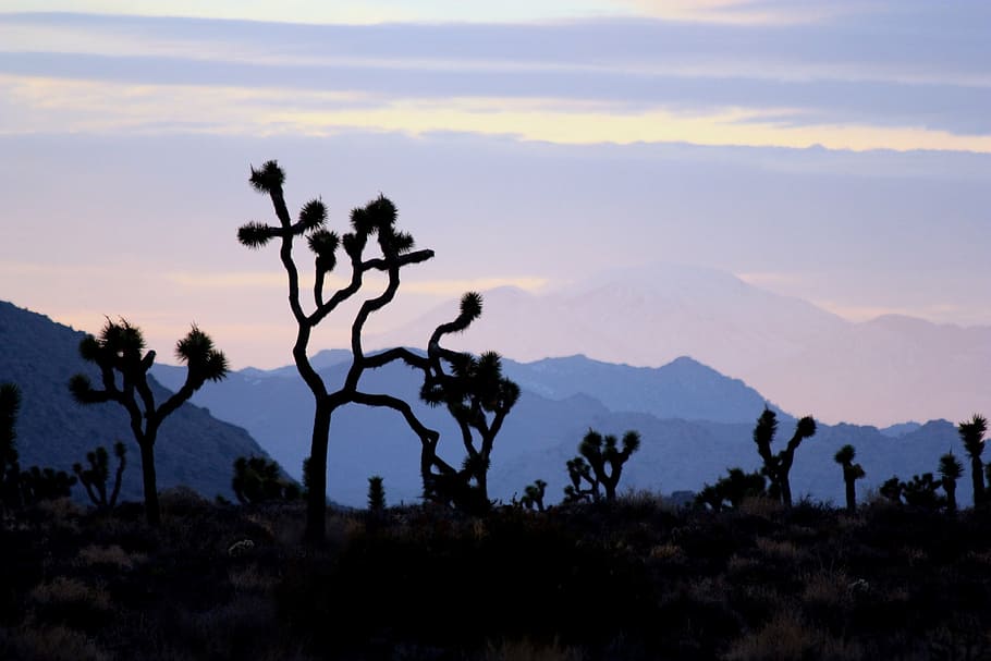 desert, posta de sol, arbres, paisatge, tarda, nit, crepuscle, escènic, cactus, muntanyes, silueta, planta, vespre, Occidental, naturalesa, muntanya, cel, Serra, escenics - natura, medi ambient, arbre, cap gent, núvol - cel, tranquil·litat, escena tranquil·la, bellesa a la natura, a l'aire lliure, escena no urbana, terra, 1080P