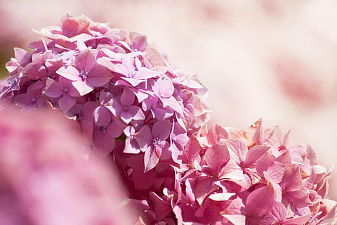pink petaled flowers, hydrangeas, hydrangea, genus, hydrangea plants, hydrangeaceae, ornamental shrubs, pink, purple, flowers, show flowers, colored sepals, pink color, beauty in nature, flower, plant, flowering plant, nature, selective focus, close-up, freshness, petal, fragility, no people, vulnerability, plant part, leaf, defocused, springtime, magenta, outdoors, softness, soft focus, 5K, CC0, public domain, royalty free