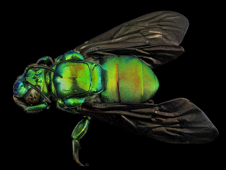 bota de pudor verd, abella, insecte, macro, himenòpters, guyana, primer pla, naturalesa, ales, verd, error, exaerete frontalis, muntat, vida salvatge, s enquesta geològica, retrat, fons negre, cap gent, tir de l'estudi, temes d'animals, dia, color verd, a l'interior, animal, un animal, sabata, fauna animal, natura morta, tallar, zoologia, artròpode, pilota, nit, reflexió, animals a la natura, 1080P