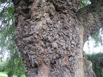 tronc de l'arbre, escorça, textura, tronc, arbre, naturalesa, fusta, natural, bosc, patró, marró, vell, aspre, superfície, branca, resistent, envelliment, planta, dia, cap gent, creixement, patró natural, vista d’angle baix, a l'aire lliure, escorça de la planta, tranquil·litat, primer pla, bellesa a la natura, 2K, CC0, domini públic, lliure de regalies