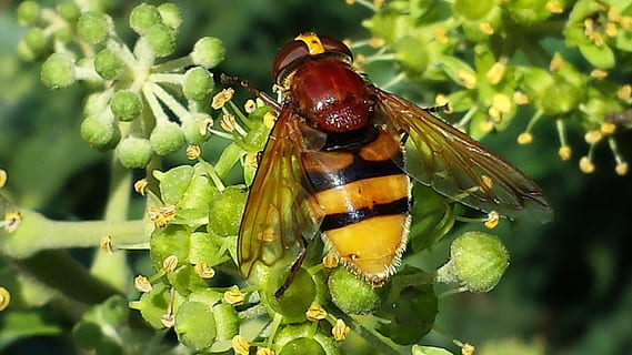 hoverfly, owad, zapylanie, blisko, posypać, spożycie żywności, zwierzęca przyroda, zwierzęta na wolności, jedno zwierzę, tematy zwierzęce, zwierzę, bezkręgowy, roślina, zbliżenie, część rośliny, Natura, liść, zielony kolor, dzień, wzrost, piękno natury, skrzydło zwierzęce, skupić się na pierwszym planie, żadnych ludzi, na dworze, motyl - owad, 4K, CC0, domena publiczna, darmowe zdjęcia