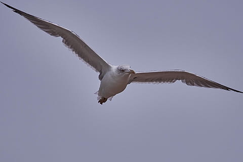 seagull, bird, flight, span, animal world, flying, animal, animal themes, animals in the wild, one animal, vertebrate, animal wildlife, spread wings, low angle view, animal body part, sky, nature, mid-air, no people, motion, animal wing, bird of prey, day, survival, outdoors, 2K, CC0, public domain, royalty free