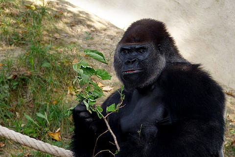 primat, mico, goril·la, mamífer, món animal, fauna animal, animals a la natura, un animal, vertebrats, color negre, naturalesa, dia, assegut, cap gent, retrat, zoo, planta, a l'aire lliure, 2K, CC0, domini públic, lliure de regalies