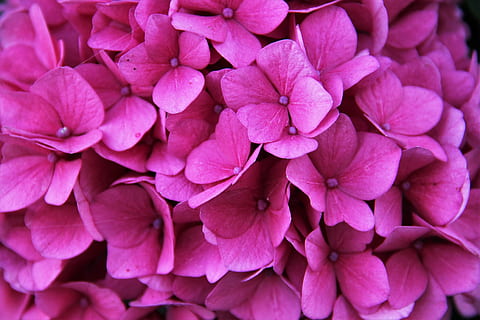 pink flowers, hydrangea, blossom, bloom, partial view, flower, pink, hydrangea flower, garden, greenhouse hydrangea, summer, nature, flora, plant, close, garden plant, flower garden, decorative, botany, botanical, petals, flowering plant, time of year, pink color, vulnerability, fragility, petal, beauty in nature, close-up, freshness, full frame, inflorescence, flower head, backgrounds, no people, growth, outdoors, high angle view, purple, 4K, CC0, public domain, royalty free