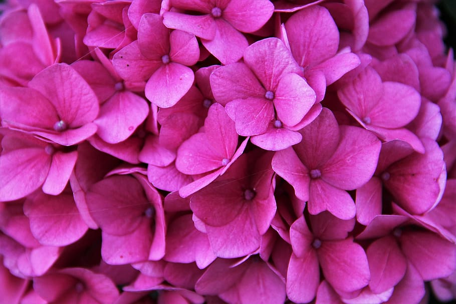 flors de color rosa, ortensia, flor, florir, vista parcial, rosa, flor d'hortensia, jardí, hortènsia d'hivernacle, estiu, naturalesa, flora, planta, tancar, planta de jardí, jardí de flors, decoratiu, botànica, botànic, pètals, planta amb flors, època de l’any, color rosa, vulnerabilitat, fragilitat, pètal, bellesa a la natura, primer pla, frescor, marc complet, inflorescència, cap de flor, fons, cap gent, creixement, a l'aire lliure, vista d’angle alt, porpra, 4K
