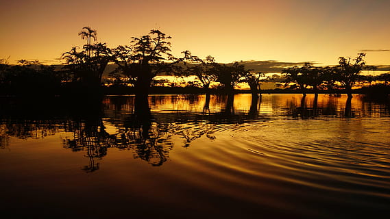 silhouet, bomen, reflectie, water, gouden, uurfoto, Bos, boom, zonsondergang, natuur, meer, schemer, hemel, kalmte, fabriek, rustige scène, scenics - natuur, schoonheid in de natuur, tropisch klimaat, geen mensen, palmboom, idyllisch, reisbestemmingen, buitenshuis, tropische boom, kokosnoot palmboom, lagune, reflectiemeer, 5K, CC0, publiek domein, royaltyvrij