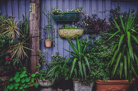 foto, verde, linear, plantas, dois, em forma de espada, folheado, plantar, maconha, Folha verde, flor, vaso de flores, natureza, cor verde, jardinagem, ao ar livre, ninguém, vaso de planta, frente ou quintal, crescimento, Palmeira, dia, arquitetura, estrutura construída, folha, parte da planta, exterior do edifício, beleza na natureza, madeira - material, construção, botânica, planta com flores, planta de casa, 2K, CC0, domínio público, royalty free