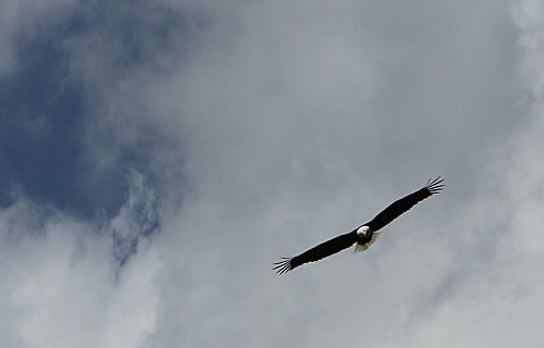 black, white, eagle, air, bald eagle, flying, sky, clouds, wings, predator, bird, majestic, yellowstone national park, wyoming, usa, soaring, animal wildlife, one animal, animals in the wild, animal themes, spread wings, day, nature, outdoors, animal, vertebrate, cloud - sky, low angle view, animal body part, no people, freedom, bird of prey, beauty in nature, animal wing, eagle - bird, stork, directly below, 1080P, CC0, public domain, royalty free