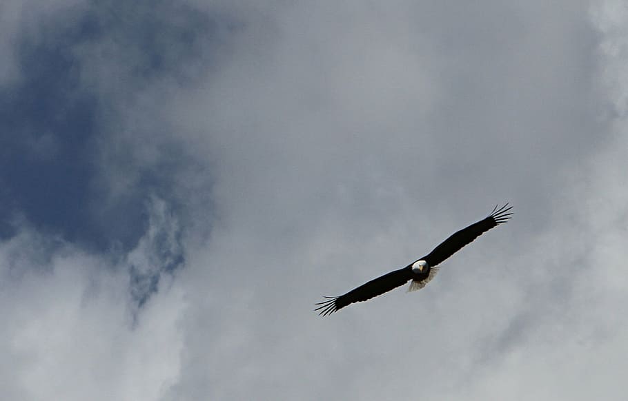 black, white, eagle, air, bald eagle, flying, sky, clouds, wings, predator, bird, majestic, yellowstone national park, wyoming, usa, soaring, animal wildlife, one animal, animals in the wild, animal themes, spread wings, day, nature, outdoors, animal, vertebrate, cloud - sky, low angle view, animal body part, no people, freedom, bird of prey, beauty in nature, animal wing, eagle - bird, stork, directly below, 1080P