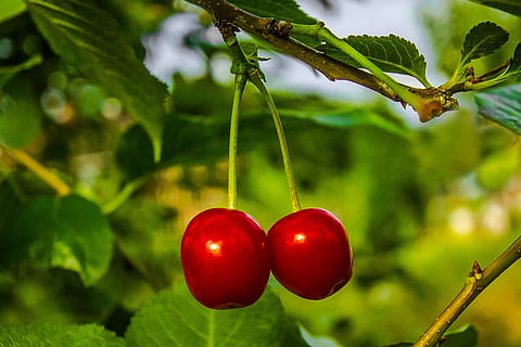 two, red, cherries, tree branch, fruit, summer, food, food and drink, healthy eating, plant, freshness, tree, nature, cherry, close-up, ripe, leaf, plant part, growth, focus on foreground, wellbeing, hanging, green color, agriculture, outdoors, no people, cherry tree, 5K, CC0, public domain, royalty free