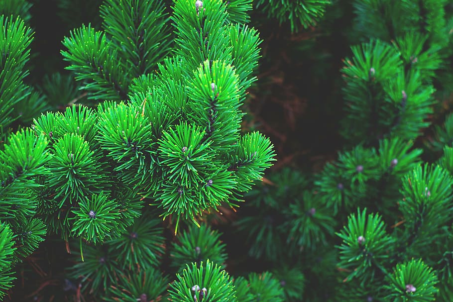 fulles de plantes verdes, pi, planta, arbre, branca, agulles, conífera, agulles de pi, verd de pi, pi nano siberià, flora, bígaro, fons, color verd, creixement, naturalesa, centrar-se en primer pla, cap gent, bellesa a la natura, dia, primer pla, full, part de la planta, frescor, tranquil·litat, a l'aire lliure, enfocament selectiu, arbre de coníferes, agulla - part de la planta, 5K