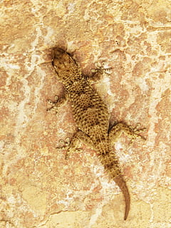 Gecko, Drachen, Eidechse, Textur, tarnen, Tier, Tierthemen, ein Tier, Tierwelt, Wirbeltier, Reptil, Tiere in freier Wildbahn, keine Leute, High Angle View, Natur, Schwanz, braun, Tierkörperteil, Nahansicht, texturiert, Tag, Rock, Tierwaage, 2K, CC0, gemeinfrei, lizenzfrei