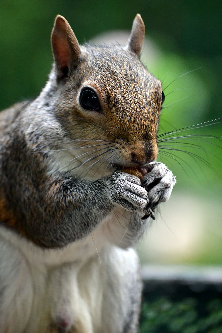 esquirol, animal, gla, un animal, centrar-se en primer pla, fauna animal, mamífer, primer pla, animals a la natura, cap gent, dia, rosegador, vertebrats, naturalesa, a l'aire lliure, part del cos dels animals, planta, mirant, terra, bigotis, 4K