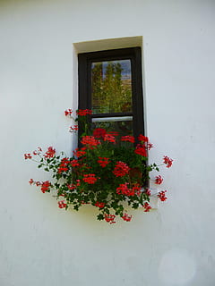 geranium, window, red flower, plant, flower, flowering plant, nature, freshness, no people, day, growth, architecture, beauty in nature, built structure, wall - building feature, outdoors, red, white color, vulnerability, reflection, building, building exterior, flower head, flower pot, 4K, CC0, public domain, royalty free
