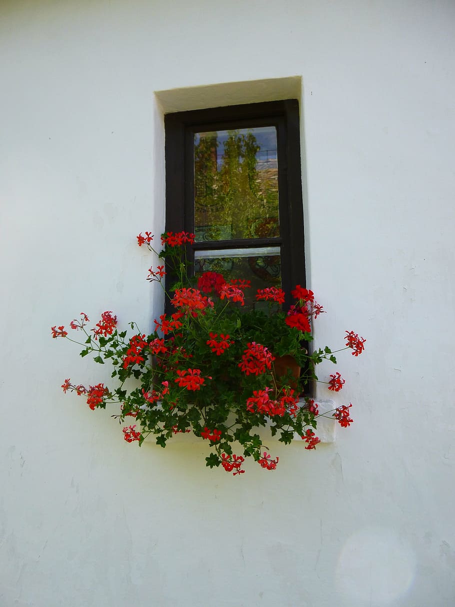 geranio, finestra, fiore rosso, pianta, fiore, pianta fiorita, natura, freschezza, nessuno, giorno, crescita, architettura, bellezza nella natura, struttura costruita, caratteristica della parete, all'aperto, rosso, Colore bianco, vulnerabilità, riflessione, costruzione, esterno dell'edificio, testa di fiore, vaso di fiori, 4K