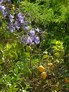 Jacaranda, pohon lemon, taman, mediterania, menanam, alam, musim panas, pertumbuhan, bunga, tanaman berbunga, keindahan di alam, pohon, kesegaran, kerapuhan, merapatkan, kerentanan, warna hijau, tidak ada orang, hari, ungu, daun, bagian tanaman, di luar rumah, cabang, botani, kepala bunga, 4K, CC0, domain publik, bebas royalti