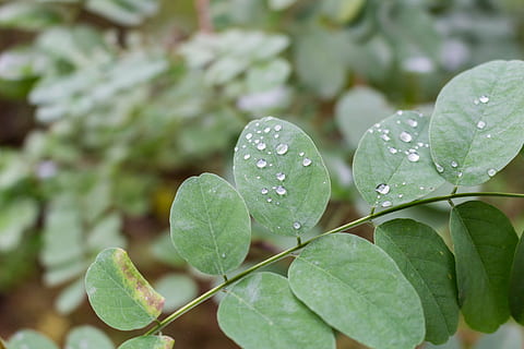dråber, rosa, regn, makro, regn dråber, løv, akacie, falder på blade, blad, plante del, vand, dråbe, vækst, plante, tæt på, våd, grøn farve, natur, ingen mennesker, skønhed i naturen, fokus på forgrunden, dag, friskhed, udendørs, sårbarhed, dug, regndråbe, blade, renhed, kløver, 5K, CC0, offentligt domæne, royaltyfrie
