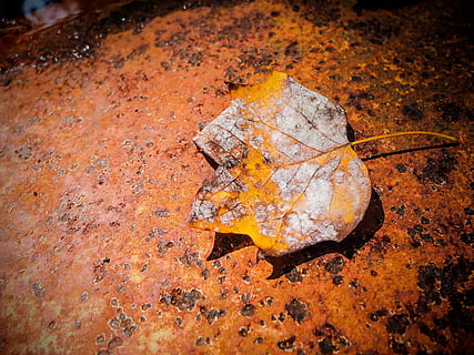 Laubfall, metallisch, Orange, Blatt, fallen, rostig, Herbstlaub, Herbst, Jahreszeit, Natur, saisonal, Zweig, Ahorn, Stillleben, Hintergründe, Gelb, schmutzig, Nahansicht, keine Leute, draußen, Tag, orange Farbe, Pflanzenteil, High Angle View, trocken, braun, Blattvene, Veränderung, Land, Feld, texturiert, verwittert, Verschlechterung, Blätter, 2K, CC0, gemeinfrei, lizenzfrei