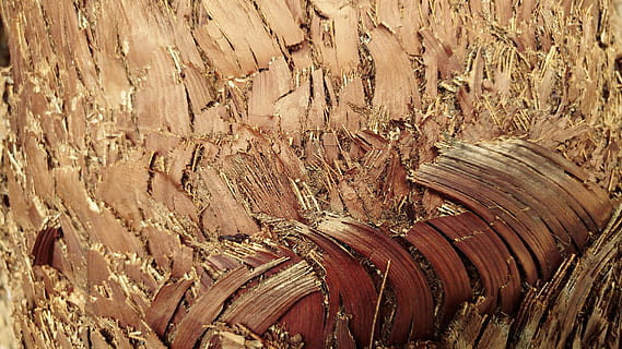 bark, Palme træ, ru, mønster, tør, natur, træ, tæt på, baggrund, tapet, træ - materiale, ingen mennesker, Brun, dag, fuld ramme, tekstureret, baggrunde, jord, udendørs, høj vinkel visning, plante, sollys, miljø, Mark, ro, landskab, 5K, CC0, offentligt domæne, royaltyfrie