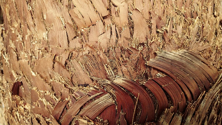 bark, Palme træ, ru, mønster, tør, natur, træ, tæt på, baggrund, tapet, træ - materiale, ingen mennesker, Brun, dag, fuld ramme, tekstureret, baggrunde, jord, udendørs, høj vinkel visning, plante, sollys, miljø, Mark, ro, landskab, 5K