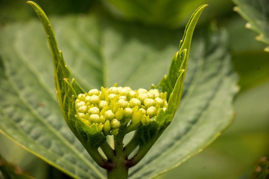 hydrangea, muda, mekar, berkembang, Frisch, hijau, makro, Daun-daun, tunas, struktur, menanam, pertumbuhan, merapatkan, warna hijau, kesegaran, bunga, alam, makanan, keindahan di alam, tanaman berbunga, hari, makanan dan minuman, tidak ada orang, fokus pada latar depan, pertanian, daun, bagian tanaman, makan sehat, sayur-mayur, di luar rumah, 5K