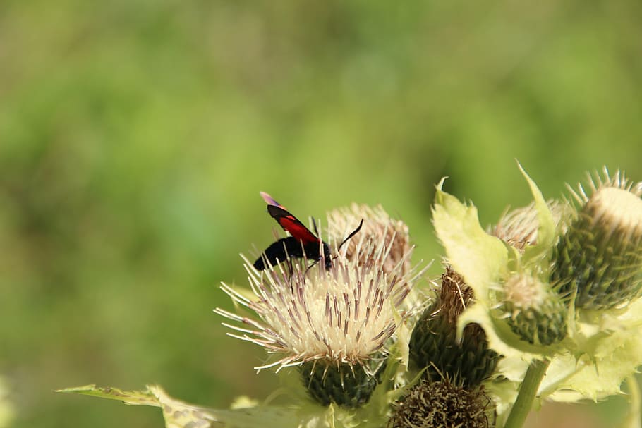 insecte, flor, prat, macro, papallona, animals a la natura, temes d'animals, fauna animal, animal, un animal, invertebrat, planta, bellesa a la natura, primer pla, planta amb flors, vulnerabilitat, creixement, fragilitat, dia, enfocament selectiu, centrar-se en primer pla, naturalesa, cap gent, cap de flor, polinització, a l'aire lliure, 5K