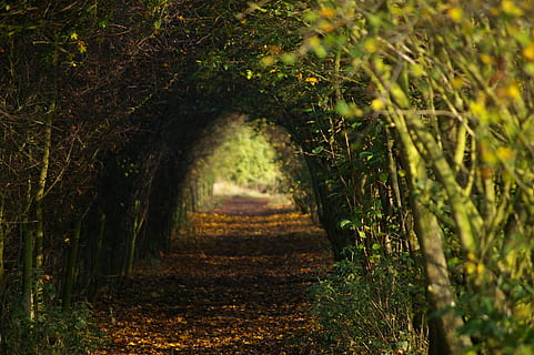 Foto, Pflanzentunnel, tagsüber, Fußweg, Bäume, Pfad, Natur, Gehen, Weg, gesund, Wald, Baum, Herbst, draußen, Blatt, Jahreszeit, Pflanze, Wachstum, Land, Schönheit in der Natur, der Weg nach vorn, Richtung, keine Leute, Ruhe, grüne Farbe, ruhige Szene, Tag, Szenen - Natur, Sonnenlicht, Landschaft, Nicht-städtische Szene, abnehmende Perspektive, von Bäumen gesäumt, 2K, CC0, gemeinfrei, lizenzfrei