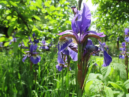 flor, iris, violeta, primavera, miracle, natural, bonic, porpra, creixement, naturalesa, pètal, planta, planta amb flors, bellesa a la natura, fragilitat, frescor, vulnerabilitat, primer pla, cap de flor, iris - planta, inflorescència, centrar-se en primer pla, dia, terra, cap gent, color verd, a l'aire lliure, 4K, CC0, domini públic, lliure de regalies