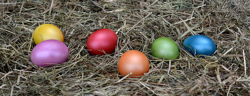 ous de Pasqua, Pasqua, ou, decoració, decoració de pasqua, Feliç Pasqua, colorit, ous de colors, color, decoracions de pasqua, pintat, personalitzat, fenc, ou de Pasqua, salutacions de pasqua, capçalera, banner, imatge de capçalera, celebració de Pasqua, menjar i beguda, cap gent, dia, primer pla, a l'aire lliure, menjar, alimentació saludable, herba, naturalesa, ous d’animals, niu d’animals, vulnerabilitat, celebració, fragilitat, vista d’angle alt, festa, grup d'objectes, ocell, planta, nova vida, estalvis, porpra, 5K, CC0, domini públic, lliure de regalies